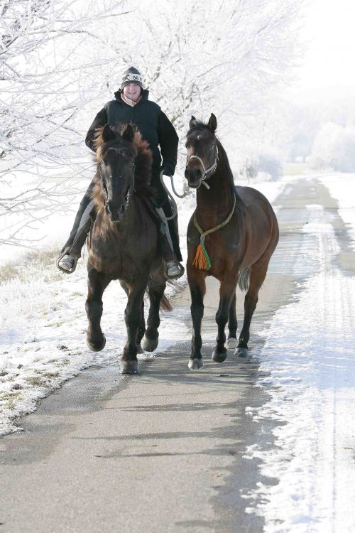 m-r-09-01-17-d257.kl.Pferde im Winter.jpg
