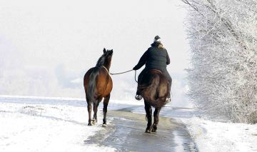 m-r-09-01-17-d267.kl.Pferde im Winter.jpg
