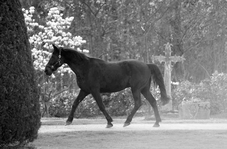 m-2011-04-10-d015.1.s/w.freilaufendes Pferd