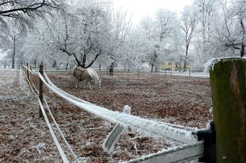 Pferde im Winter