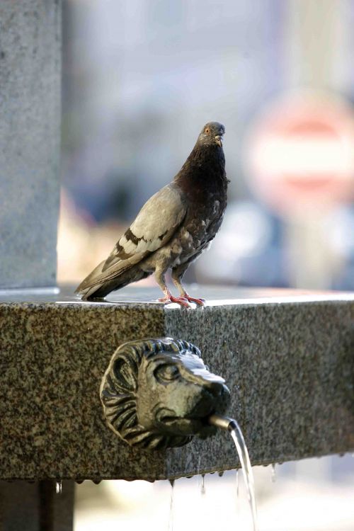 m-08-08-151.d47.Taube auf dem Brunnen.jpg