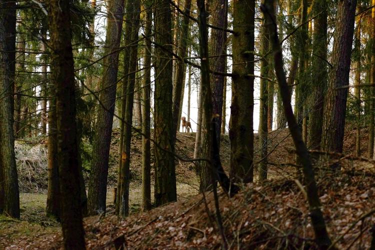 Hund, Jagd, Spaziergang, Natur