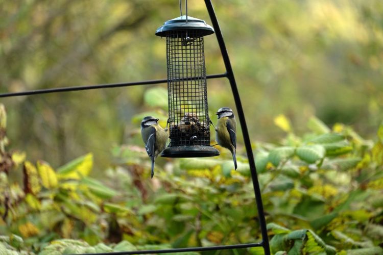 m-19-10-04-d030-Vogelparadies Kreuth Leonhardiweg Dr. Ingrid Strauß