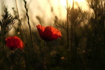 m-17-06-22-d062-Schorn-Blumen-Felder-Sonnenaufgang