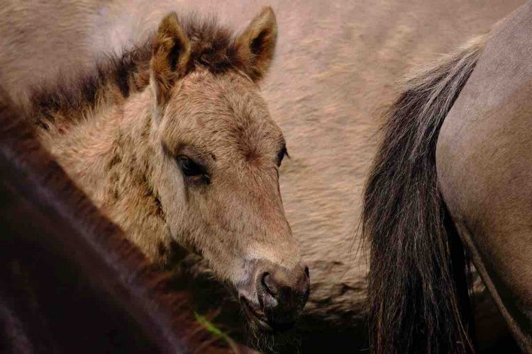 Fohlen -Wildpferde in Dülmen